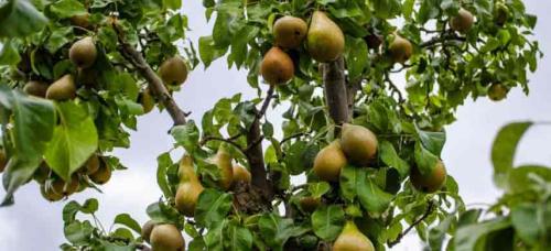 Можно ли сажать несколько плодовых деревьев рядом друг с другом. Совместимость садовых деревьев друг с другом и другими культурами