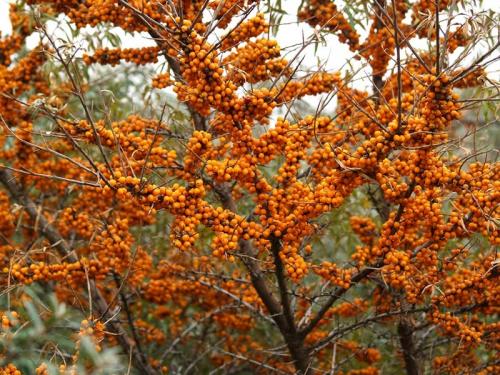 Полное руководство: когда и как правильно сажать яблоню 10