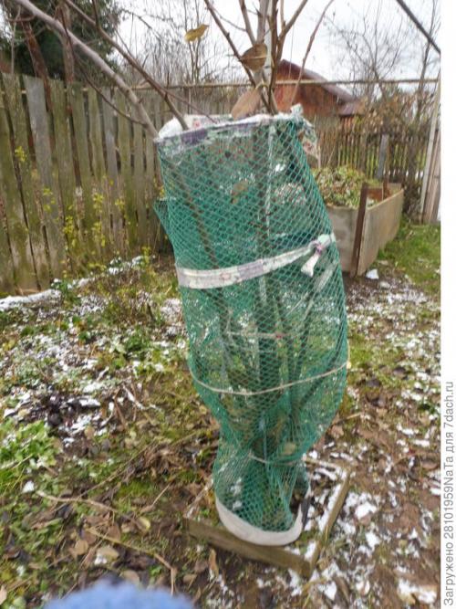 Как защитить молодые деревья и кустарники от морозов после осенней посадки. Укрываем и защищаем молодые деревья