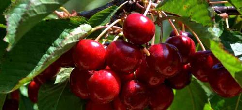 Можно ли сажать несколько плодовых деревьев рядом друг с другом. Совместимость садовых деревьев друг с другом и другими культурами