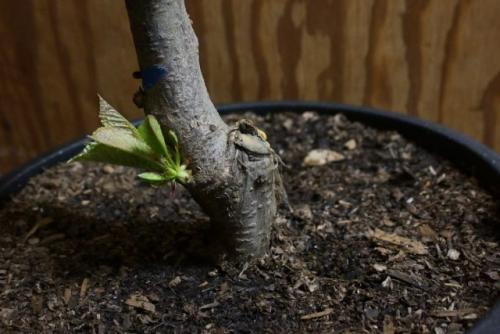 Где в саду лучше посадить яблоню. На каком подвое выбрать саженец