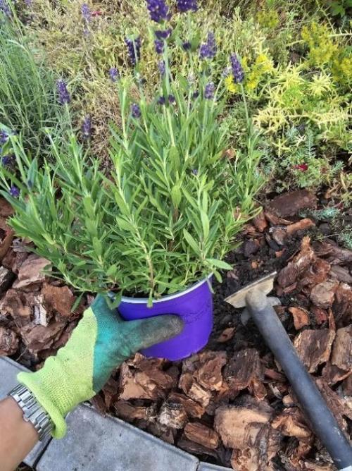 Нужно ли использовать мульчу при посадке саженцев. Что такое мульчирование?