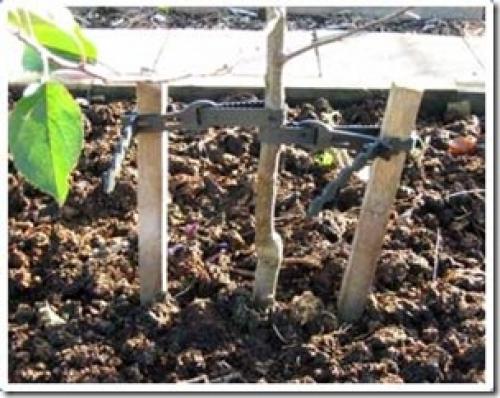 Нужно ли использовать опору для молодой яблони. Нужна ли подвязка саженцев?