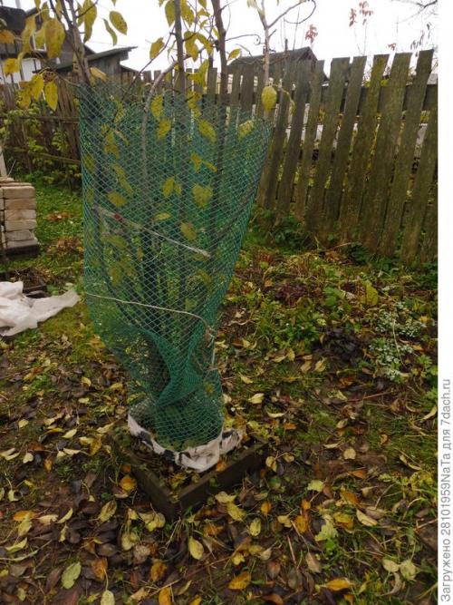 Как защитить молодые деревья и кустарники от морозов после осенней посадки. Укрываем и защищаем молодые деревья