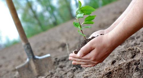 Полное руководство по посадке деревьев и кустарников: советы для начинающих 03 Полное руководство по посадке деревьев и кустарников: советы для начинающих 03