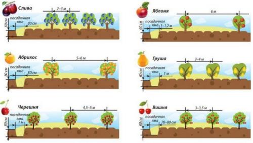 Полное руководство по посадке деревьев и кустарников: советы для начинающих 01 Полное руководство по посадке деревьев и кустарников: советы для начинающих 01