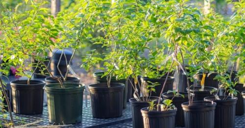 Весенняя посадка плодового дерева в открытый грунт. Особенности весенней посадки