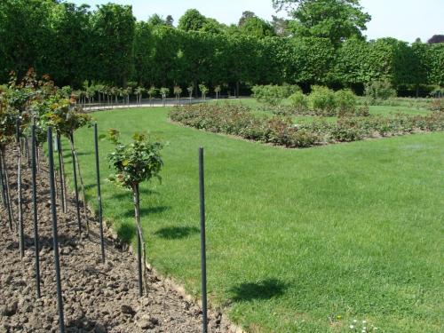 Посадка плодовых деревьев весной: полное руководство для начинающих 04 Посадка плодовых деревьев весной: полное руководство для начинающих 04