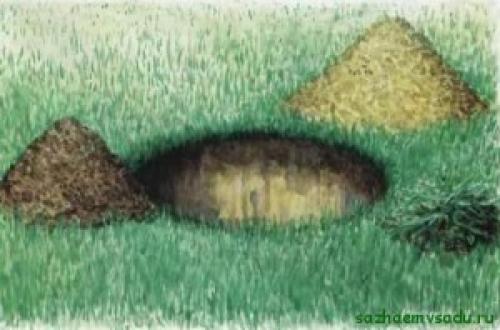 Полное руководство по посадке саженцев деревьев и кустарников 02