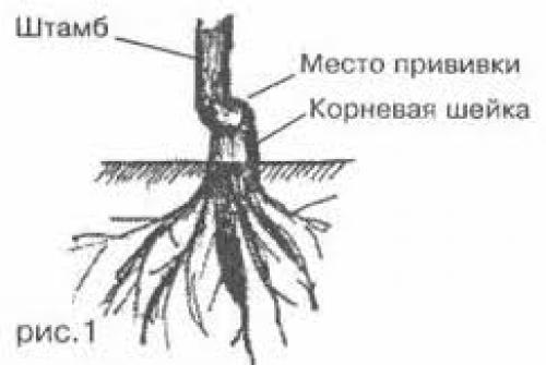 Как правильно посадить дерево: 10 золотых правил садовника 12 Как правильно посадить дерево: 10 золотых правил садовника 12