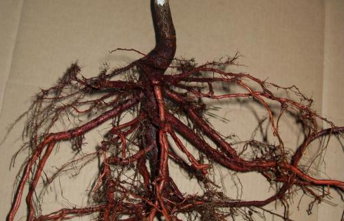 Полное руководство по посадке саженца плодового дерева 04 Полное руководство по посадке саженца плодового дерева 04