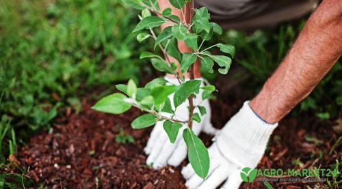 Полное руководство по закладке сада на вашем участке 03