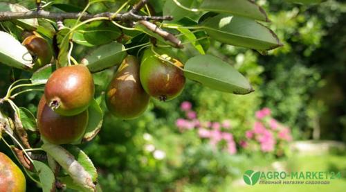Полное руководство по закладке сада на вашем участке 01