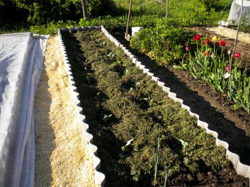 Грядки из плоского шифера минусы. Грядки из шифера - дешевый вид ограждения для культурных растений