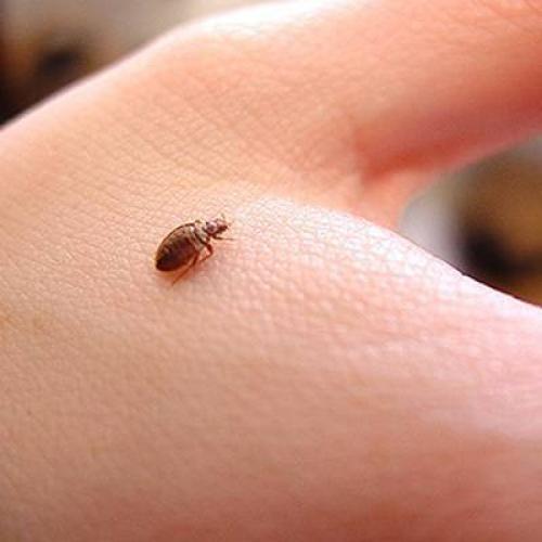 Как отличить царгу от других насекомых у кровати.