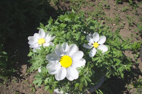 Изделия из пластиковых бутылок. ТОП-133 лучших поделок из пластиковых бутылок своими руками (+фото) 05