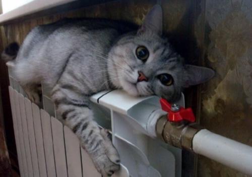 Дома холодно: как согреться. Лучшие способы согреть квартиру холодной осенью