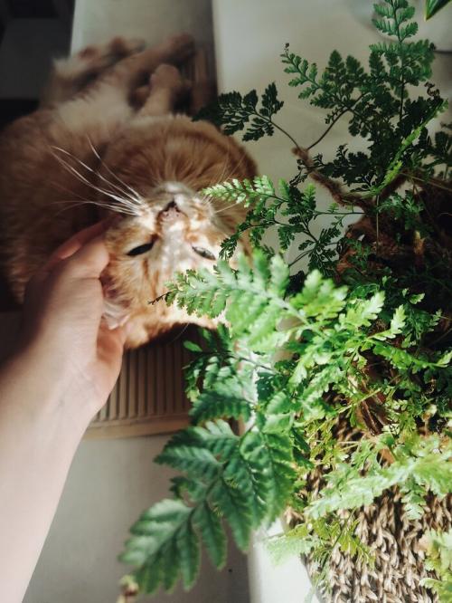 Фартук из керамической плитки. Керамическая плитка для кухонного фартука своими руками