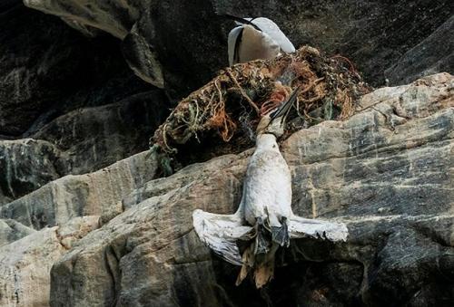 Каковы экологические последствия выбрасывания пластиковых бутылок. Тройной кризис