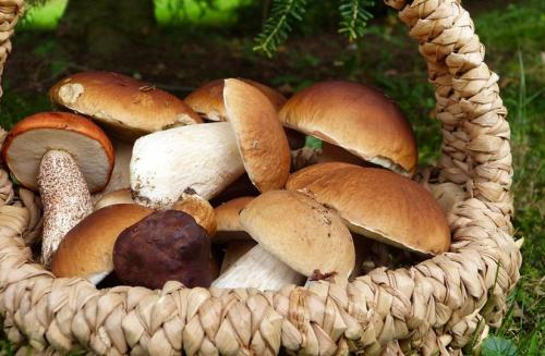 Осенние продукты для крепкого иммунитета.. Пять осенних продуктов для женской красоты, мужской силы и крепкого иммунитета