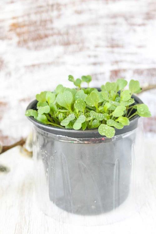 Создайте уютный сад из пластиковых бутылок 08 Создайте уютный сад из пластиковых бутылок 08