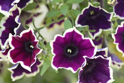 Создайте уютный сад из пластиковых бутылок 11 Создайте уютный сад из пластиковых бутылок 11