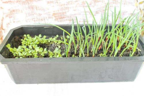 Создайте уютный сад из пластиковых бутылок 07 Создайте уютный сад из пластиковых бутылок 07