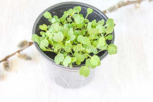 Создайте уютный сад из пластиковых бутылок 09 Создайте уютный сад из пластиковых бутылок 09