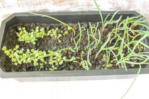 Создайте уютный сад из пластиковых бутылок 06 Создайте уютный сад из пластиковых бутылок 06