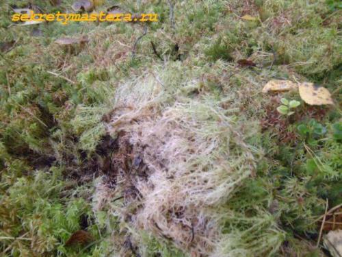 Как правильно конопатить сруб мхом. Mох для сруба