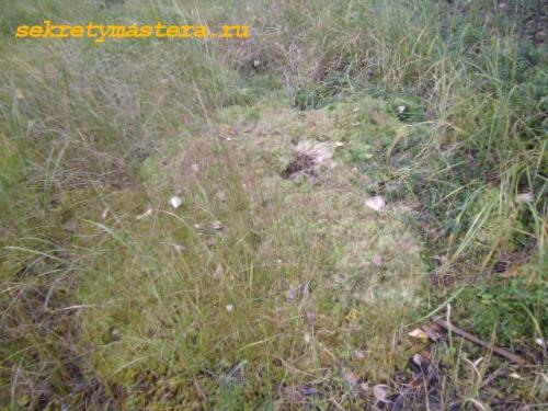 Как правильно конопатить сруб мхом. Mох для сруба