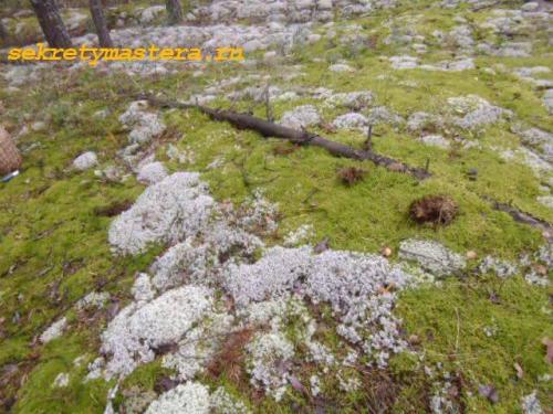 Как правильно конопатить сруб мхом. Mох для сруба