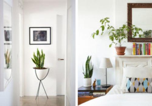Какие растения можно использовать для создания уютной обстановки. 6 неприхотливых, но эффектных растений для домашнего уюта