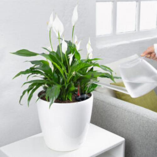 Какие растения можно использовать для создания уютной обстановки. 6 неприхотливых, но эффектных растений для домашнего уюта