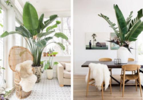 Какие растения можно использовать для создания уютной обстановки. 6 неприхотливых, но эффектных растений для домашнего уюта