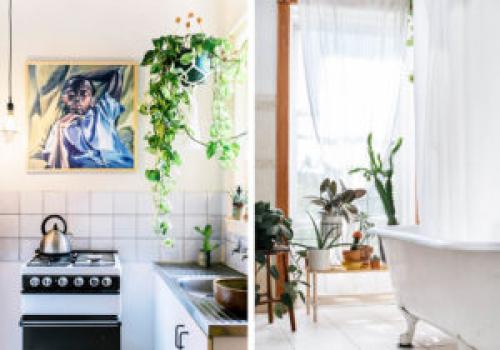 Какие растения можно использовать для создания уютной обстановки. 6 неприхотливых, но эффектных растений для домашнего уюта