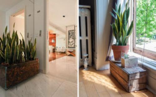 Какие растения можно использовать для создания уютной обстановки. 6 неприхотливых, но эффектных растений для домашнего уюта