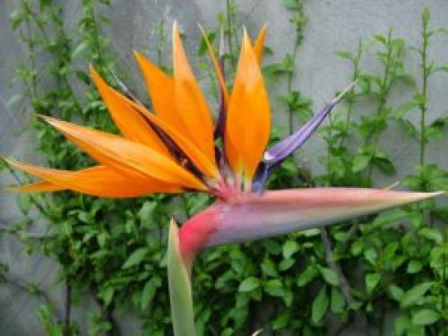 Какие растения можно использовать для создания уютной обстановки. 6 неприхотливых, но эффектных растений для домашнего уюта