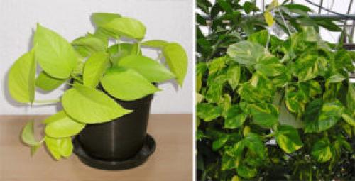 Какие растения можно использовать для создания уютной обстановки. 6 неприхотливых, но эффектных растений для домашнего уюта