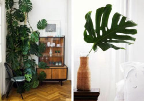 Какие растения можно использовать для создания уютной обстановки. 6 неприхотливых, но эффектных растений для домашнего уюта