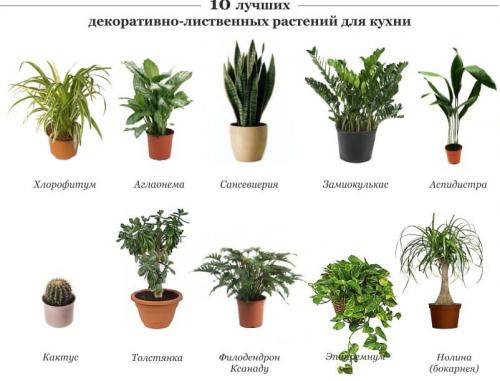 Зеленая кухня: как создать экологически чистое пространство 07 Зеленая кухня: как создать экологически чистое пространство 07