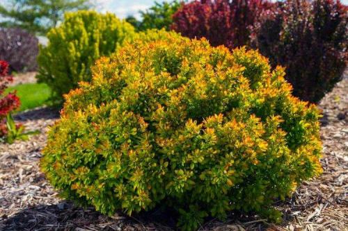 Какие кустарники посадить в саду. Декоративные кустарники: названия, фото и описания (каталог)