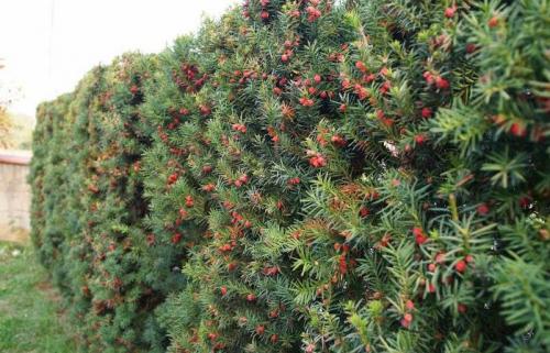 Быстрорастущие кустарники для дачи. Популярные хвойники