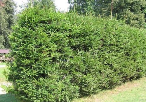 Быстрорастущие кустарники для дачи. Популярные хвойники