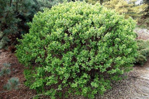 Какие кустарники посадить в саду. Декоративные кустарники: названия, фото и описания (каталог)