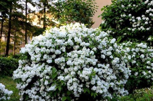 Какие кустарники посадить в саду. Декоративные кустарники: названия, фото и описания (каталог)