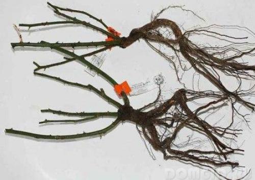 Какие кустарники посадить осенью на даче. Добавление статьи в новую подборку 11