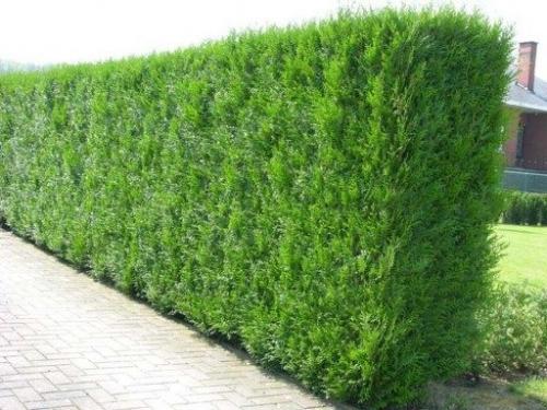 Быстрорастущие кустарники для дачи. Популярные хвойники