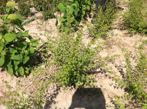 Низкорослые декоративные кустарники для дачи. Красивые низкорослые кусты, которые стоит посадить в своем саду